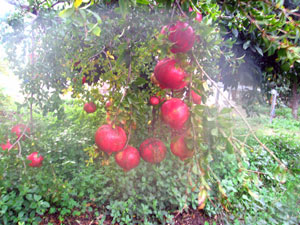 Der vordere Garten