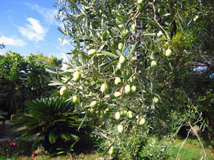 Der vordere Garten